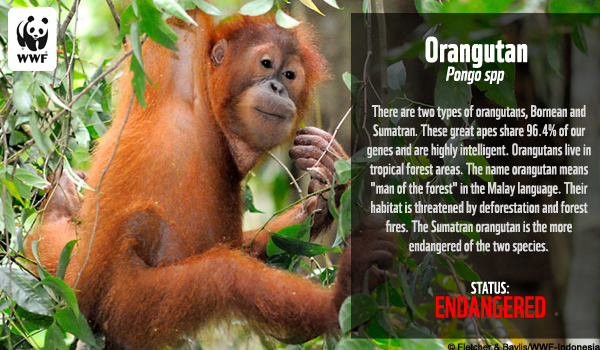Orangutan e-card from WWF