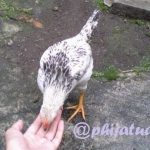 anak suka memotret ayam