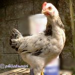 anak suka memotret ayam