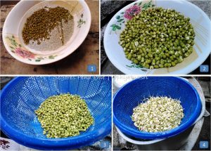 homemade sprout