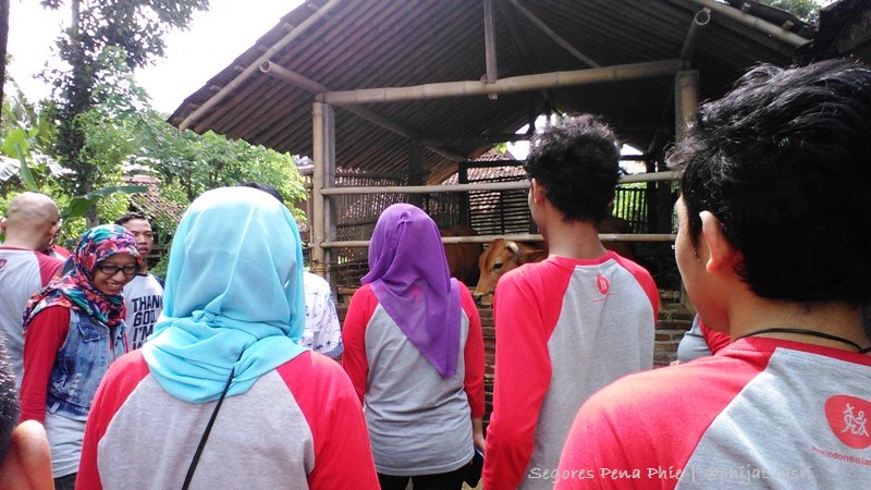 memberi makan sapi sambil cas-cis-cus :D :D :D